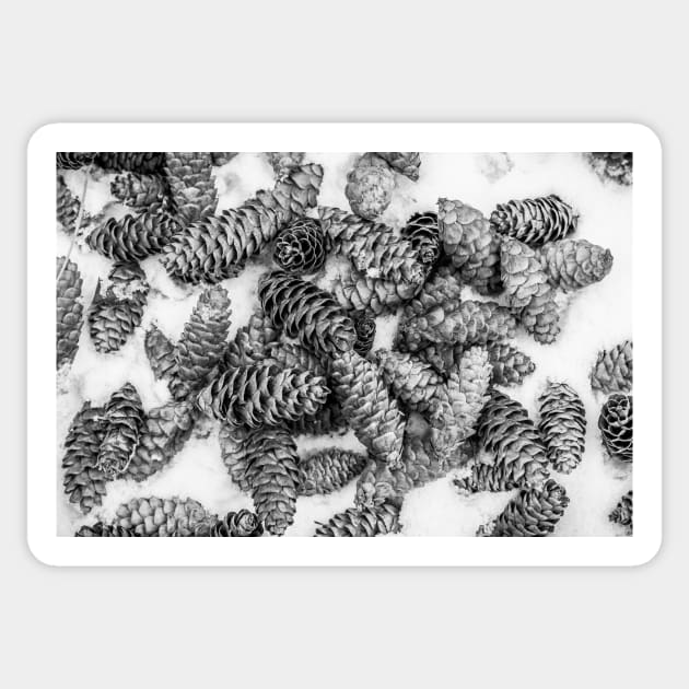 Spruce Cones on Fresh Snow Sticker by Amy-K-Mitchell